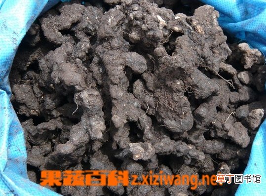 猪苓的功效与作用有哪些