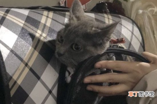 暹罗和蓝猫配出来是什么样