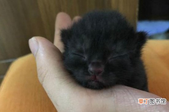 暹罗和蓝猫配出来是什么样
