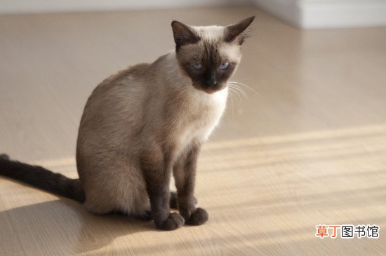 暹罗变黑了还会变白吗