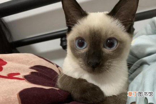 暹罗变黑了还会变白吗