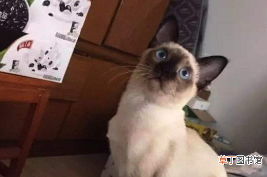 暹罗猫寿命一般多少年