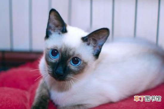 暹罗猫能单独放家里吗