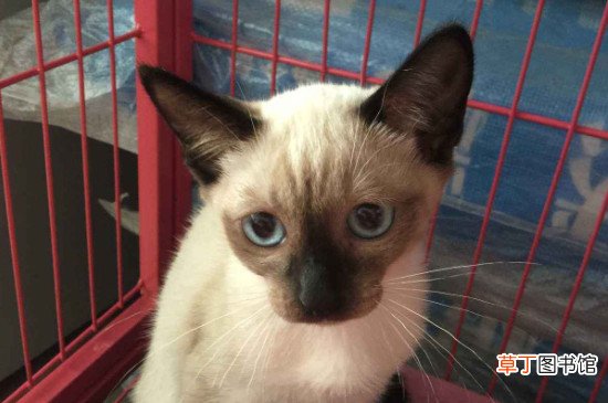 暹罗猫能单独放家里吗