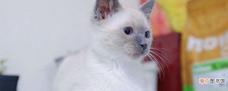 蓝重点暹罗猫怎么区分