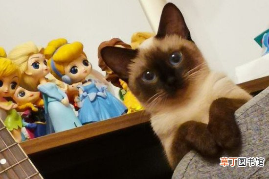 暹罗猫为啥喜欢靠着人睡，因为暖和还很有安全感