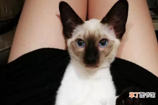 暹罗猫为啥喜欢靠着人睡，因为暖和还很有安全感