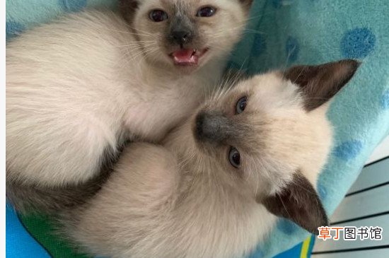 暹罗猫多久适应新主人
