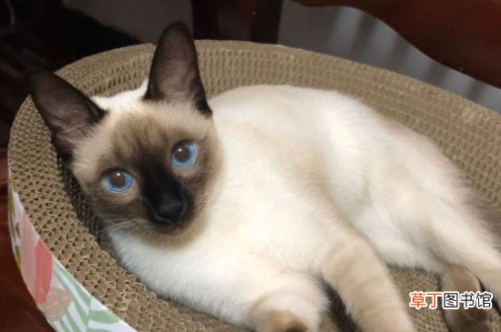 暹罗猫多久适应新主人