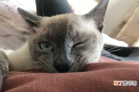 暹罗猫聪明到什么程度