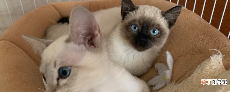 暹罗猫冬天怎么养