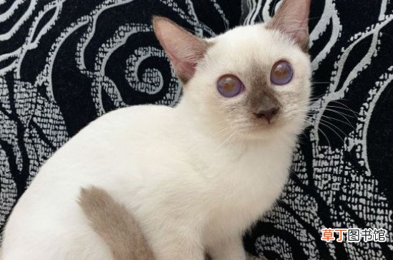 暹罗猫冬天怎么养