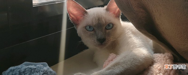 暹罗猫冬天怎么保暖