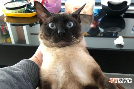 怎样能让暹罗猫少叫，怎么让暹罗猫不一直叫