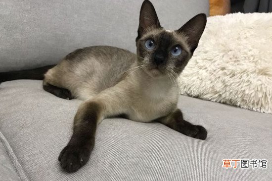 暹罗猫伤心的表现