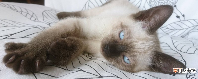 暹罗猫喜欢人摸它哪里