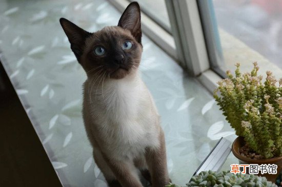 暹罗猫喜欢人摸它哪里