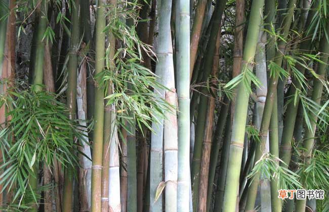 竹笋的种类图片及名称