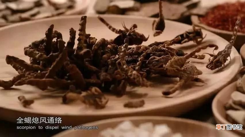 蟑螂的药用价值 讨厌的蟑螂竟有药用价值？