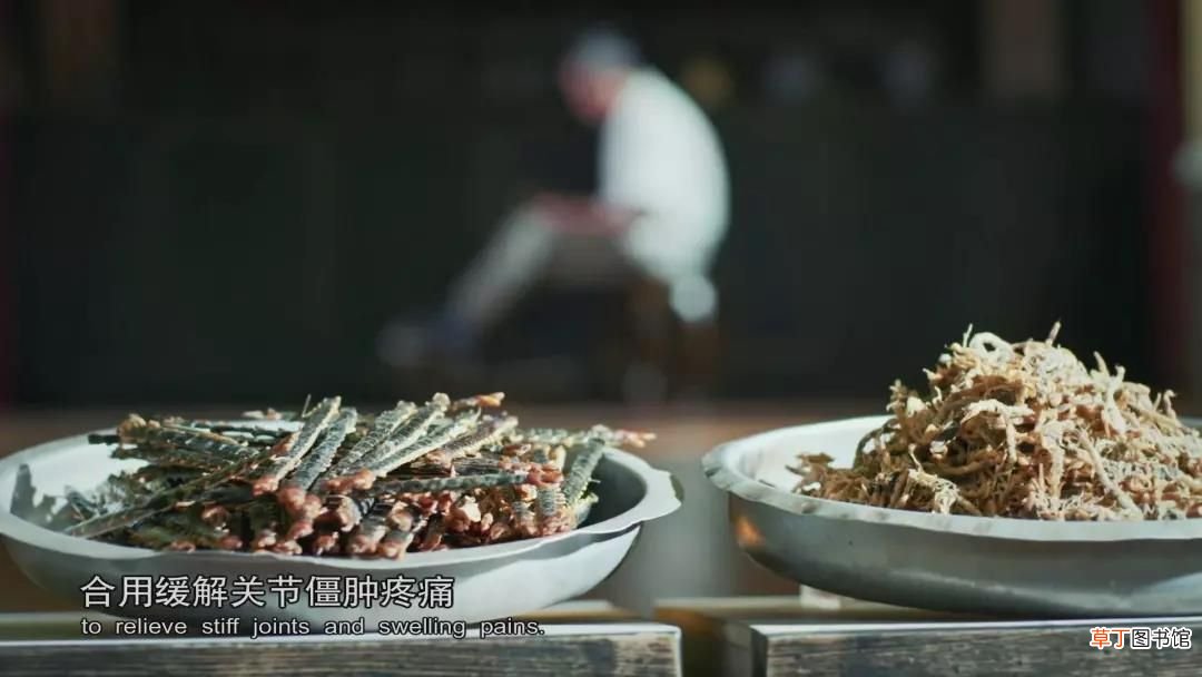 蟑螂的药用价值 讨厌的蟑螂竟有药用价值？