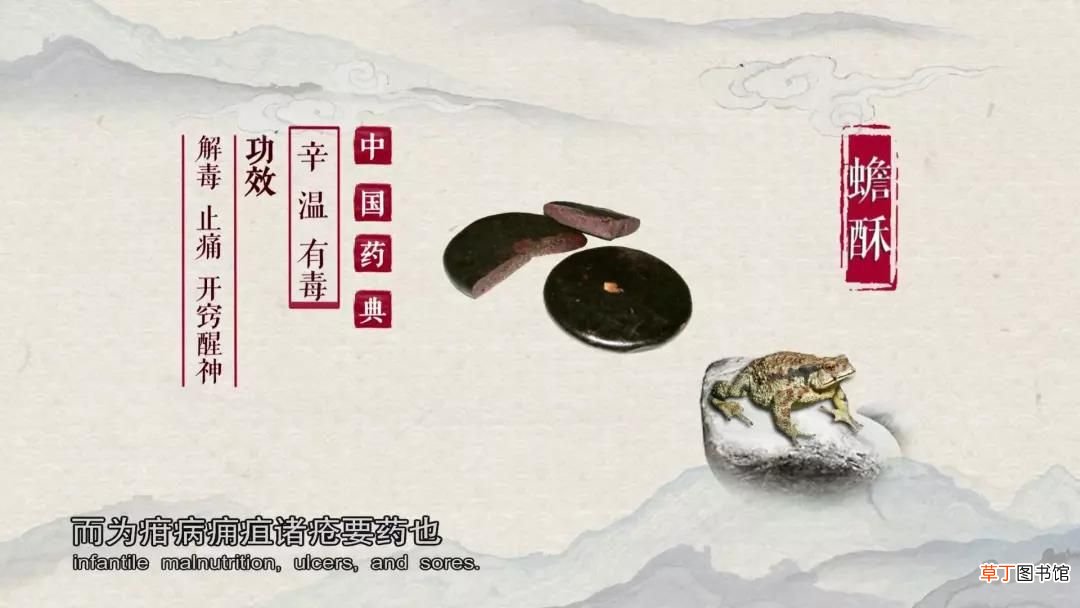 蟑螂的药用价值 讨厌的蟑螂竟有药用价值？