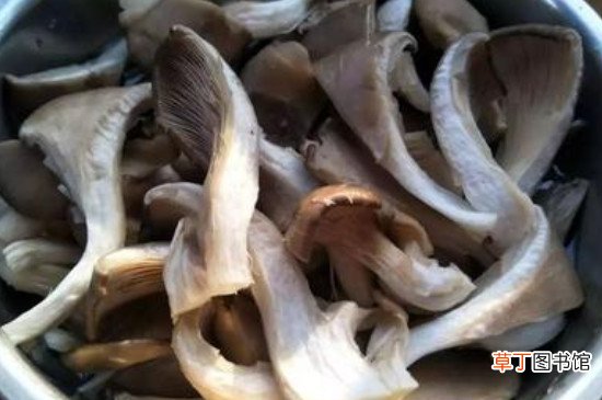 炒平菇的做法
