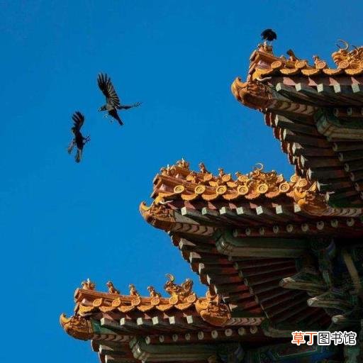 描写动物的古诗分享 描写动物的古诗有哪些