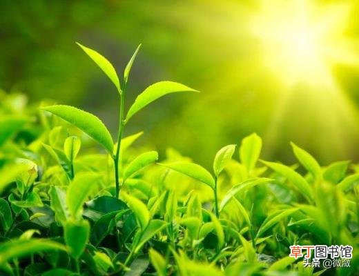 关于茶的千古名句 关于茶的古诗有哪些