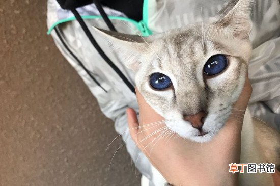 暹罗猫只认一个主人吗