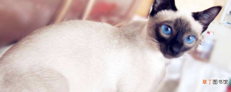 暹罗猫价格多少钱一只，暹罗猫800敢要吗