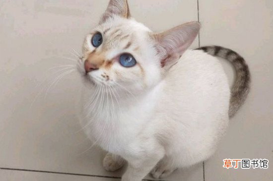 暹罗猫价格多少钱一只，暹罗猫800敢要吗