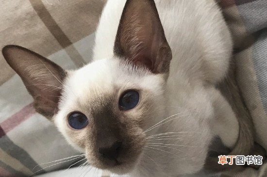 暹罗猫性格是怎样的，性格特点像狗粘人程度高