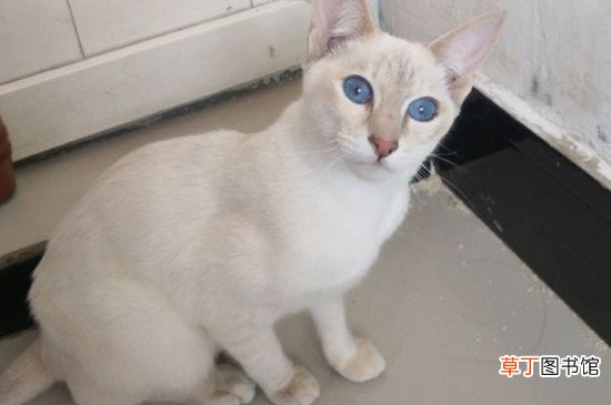 暹罗猫性格是怎样的，性格特点像狗粘人程度高