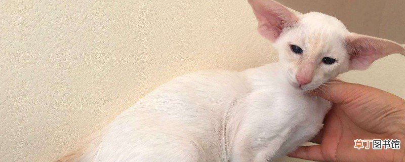 暹罗猫性格是怎样的，性格特点像狗粘人程度高