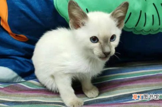 暹罗猫性格是怎样的，性格特点像狗粘人程度高