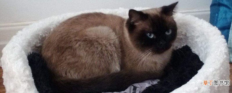 暹罗猫冬天都要变黑吗