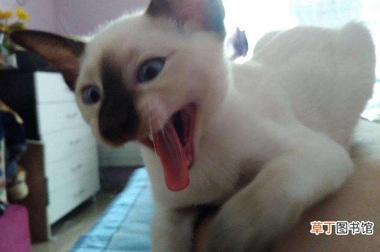 暹罗猫变黑能白回去吗