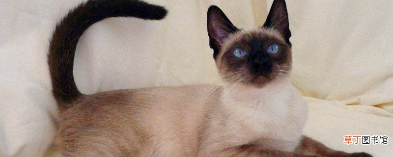 暹罗猫变黑能白回去吗