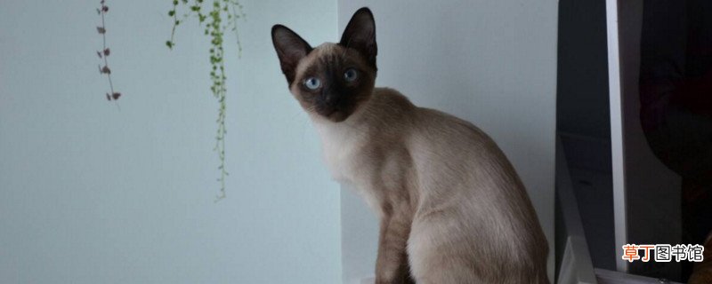 暹罗猫臭吗