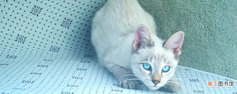 虎斑暹罗猫是杂交么