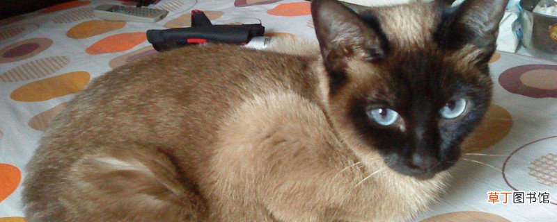 2岁暹罗猫可以换主人嘛