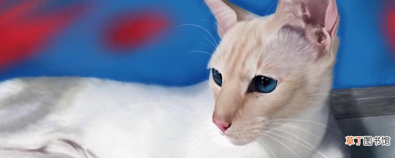 暹罗猫叫声难听吗