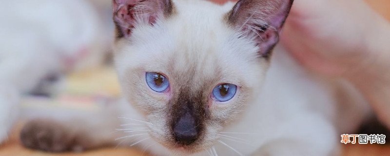 暹罗猫送人会抑郁死吗