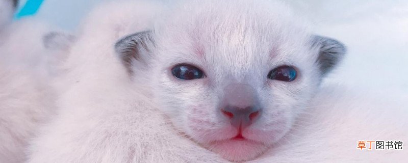 小暹罗猫几个月变色