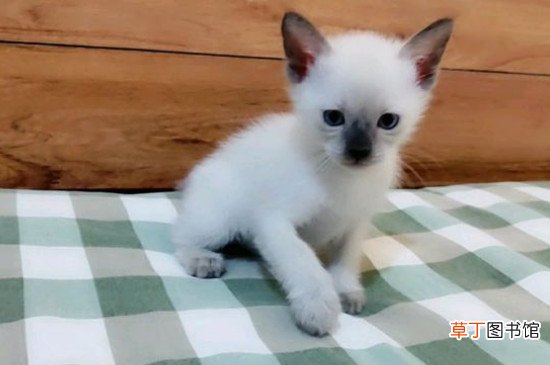 暹罗猫优点和缺点