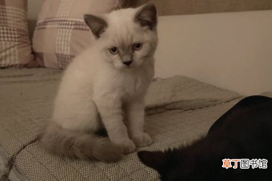 暹罗猫优点和缺点