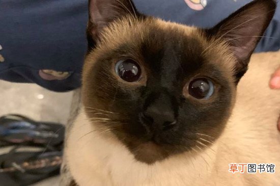 暹罗猫优点和缺点