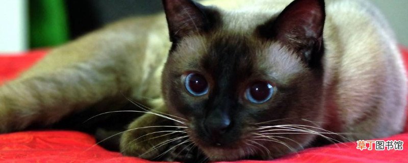 暹罗猫优点和缺点