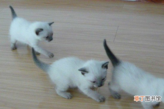 为什么很多猫舍不卖暹罗