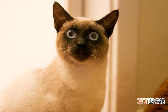 为什么很多猫舍不卖暹罗